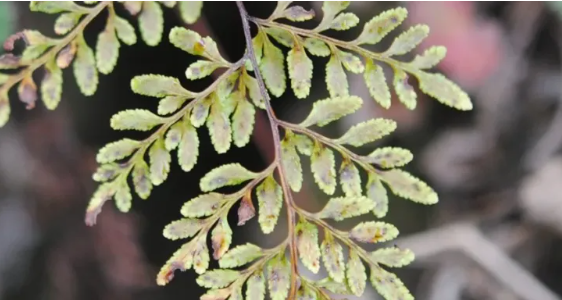 Imagen del helecho Gaga marginata, cuyo género está dedicado a la cantante Lady Gaga. Foto: EFE