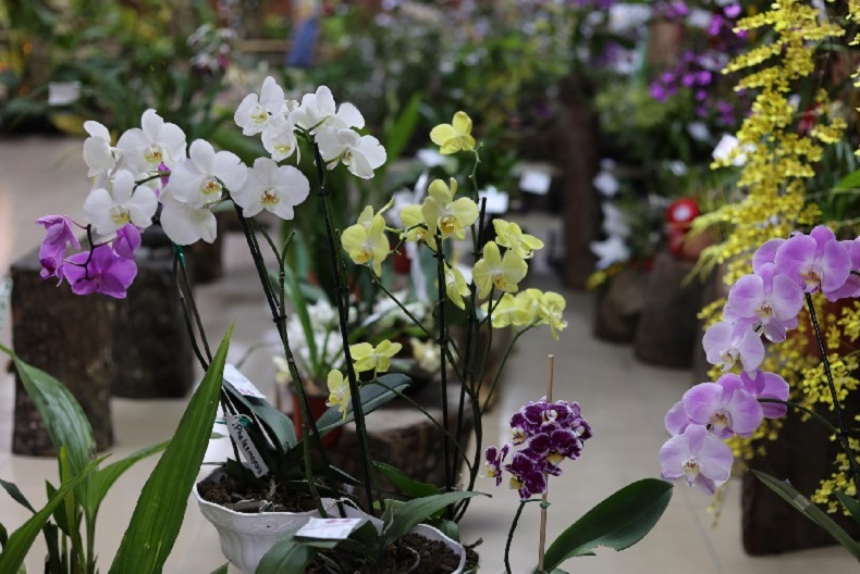 El hábitat de Boquete es adecuado para estas plantas y este año lograron un aumento en la cantidad de especies. Foto: EFE
