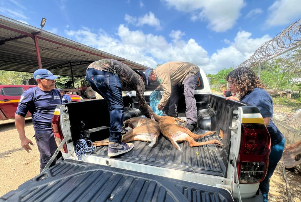 Operación Tapir en Tortí, provincia de Darién.