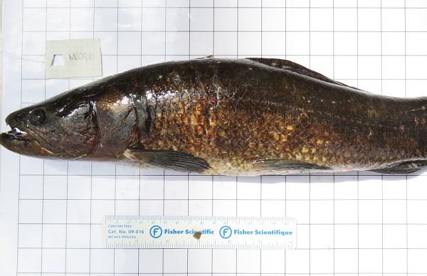  Pejeperro (Hoplias microlepis) del Lago Bayano. Foto: Cortesía