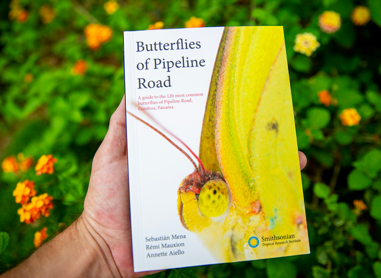 Butterflies of Pipeline Road: el nuevo libro que nos enamorará de las mariposas de Panamá. Foto: Jorge Alemán