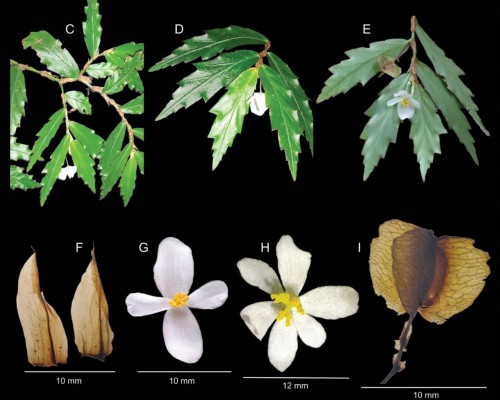 Dicha especie solo crece en el sotobosque, bajo árboles de 20 a 30 m de altura, en bosques lluviosos premontanos y en laderas empinadas. Foto: UP