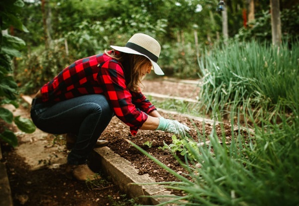 Es muy importante elegir el mejor espacio para el cultivo del huerto. Foto: Pexels