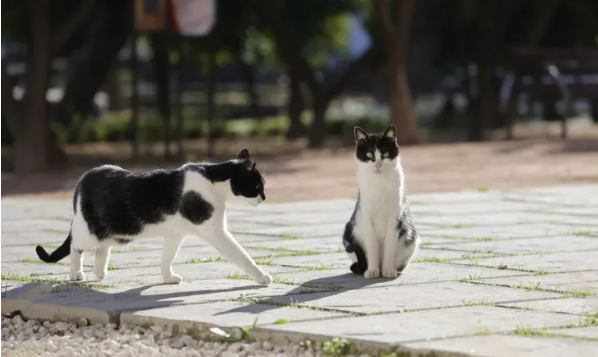 Los felinos pasan más tiempo olfateando el olor de un extraño que el de su dueño. Foto: EFE
