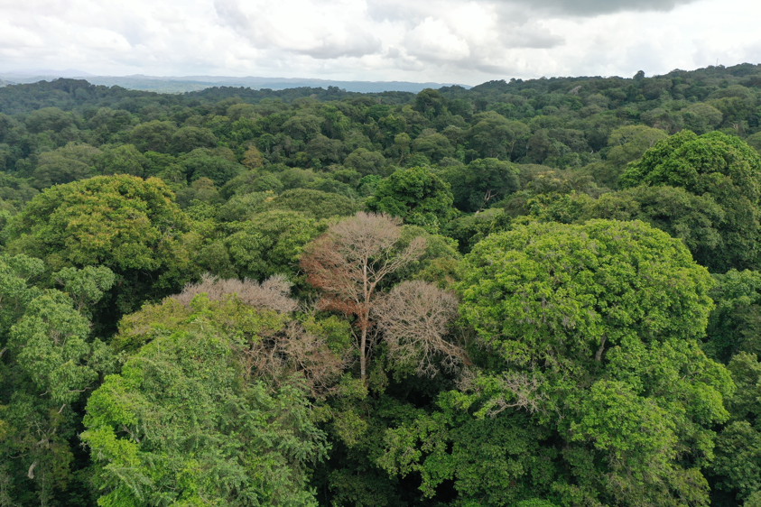 Múltiples árboles afectados por un rayo - vista superior del árbol. Foto: Evan Gora