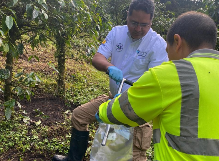 El 100% de las exportaciones de café de alta calidad proviene de Chiriquí. Foto: Cortesía 