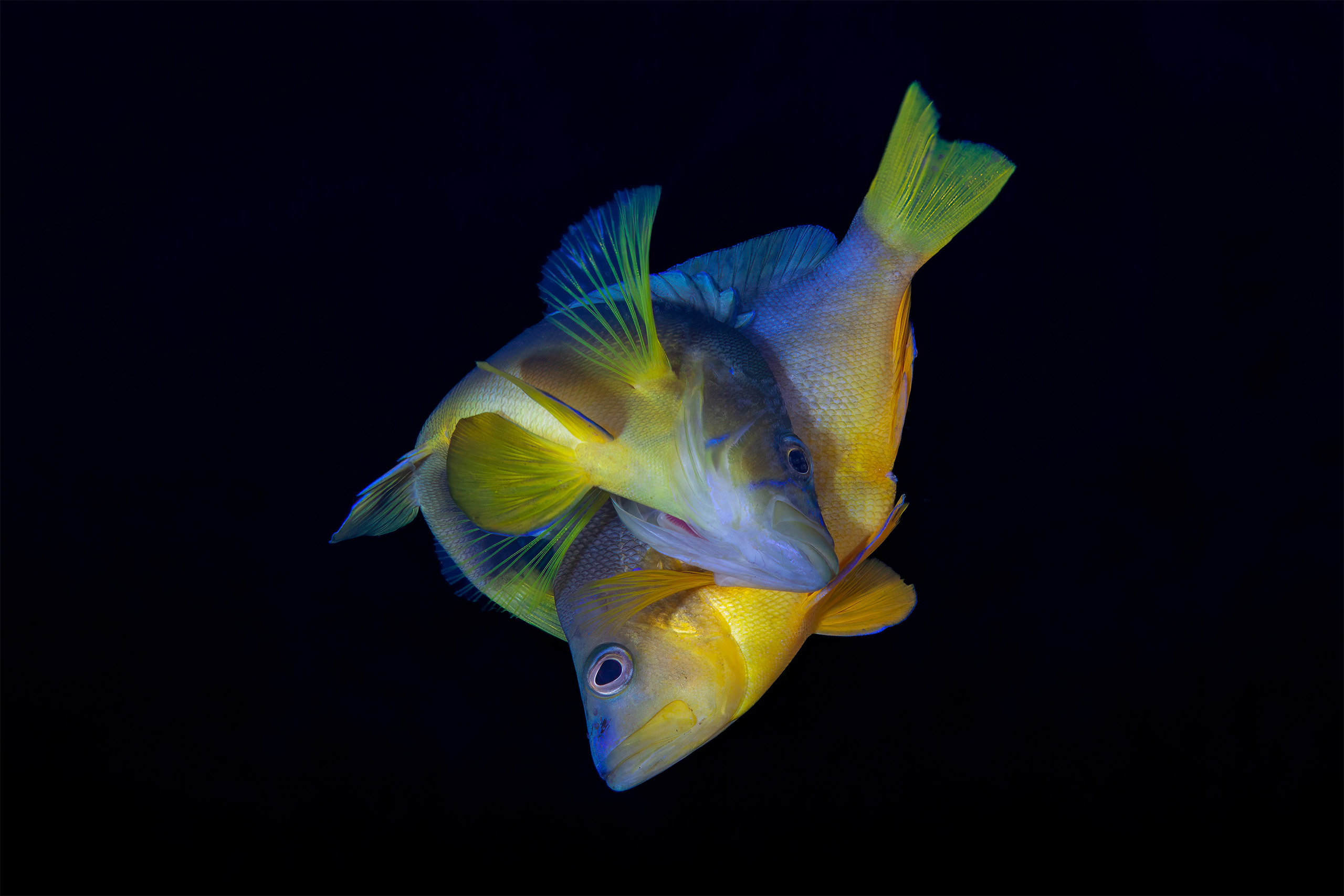 Dos peces vacas o meros de vientre amarillo (Hypoplectrus aberrans) desovando en Dominica. Foto: Crédito: ©Carlos & Allison Estapé