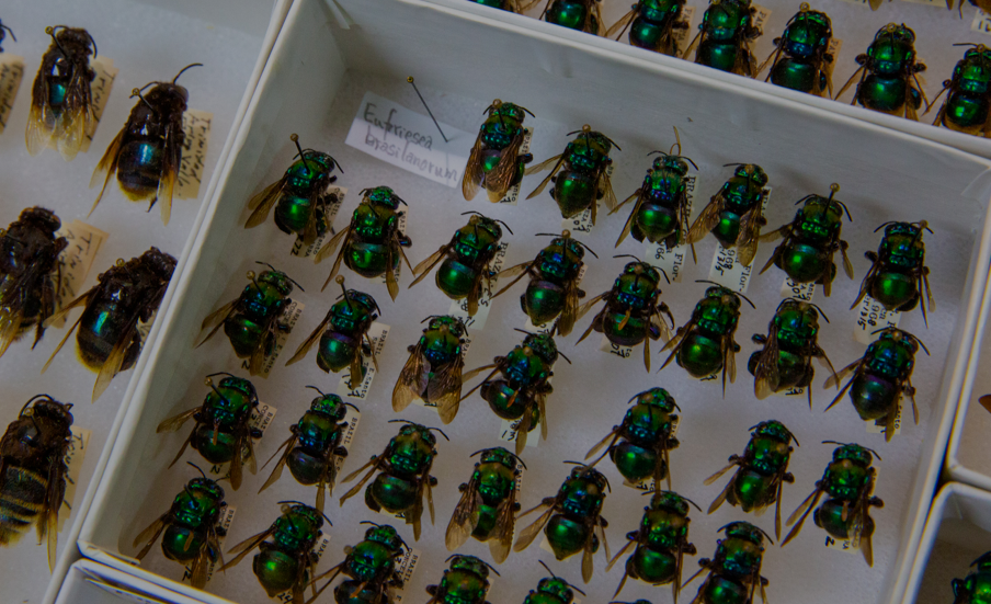 Las abejas de las orquídeas (Euglossini) son una de las familias de artrópodos donde pueden aparecer especies crípticas, porque las especies se parecen increíblemente.