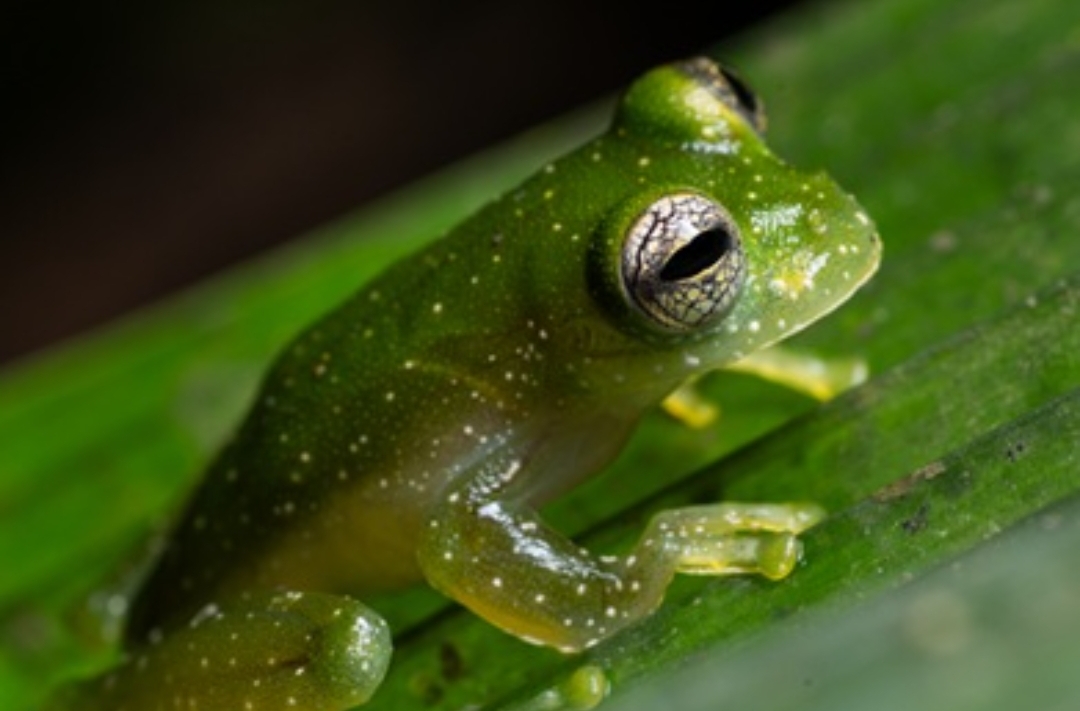 Una rana de cristal de Chiriquí en estado salvaje en Panamá. Foto: Smithsonian’s National Zoo