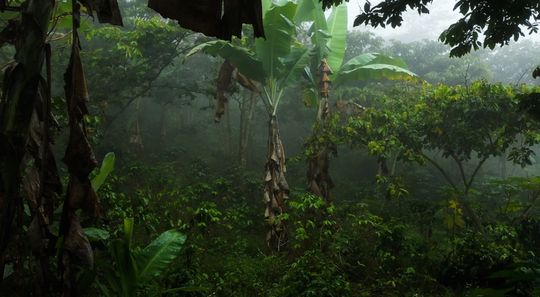 La diversidad de árboles en las fincas de café cultivado a la sombra las convierte en un refugio para la biodiversidad. Foto: Conservation Biology Institute y Zoológico del Smithsonian