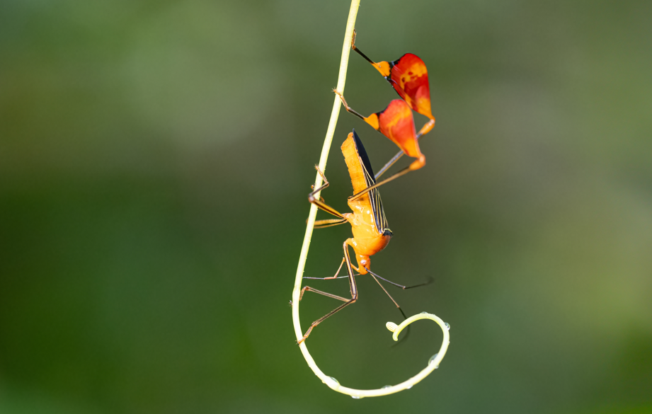 Insecto matador, Bitta alipes (antes Anisoscelis alipes). Foto:  Steven Paton