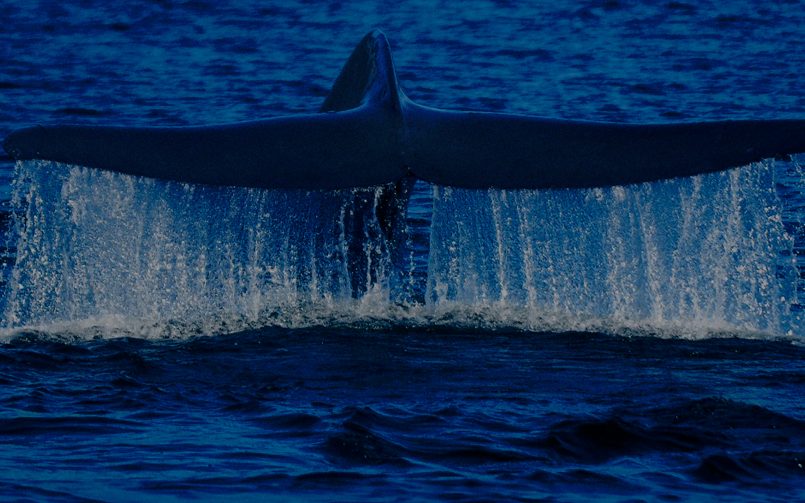 La ballena azul (Balaenoptera musculus). Foto: Rodrigo Hucke-Gaete