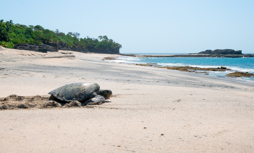 La creación del refugio promueve la protección de la vida silvestre. Foto: Cortesía