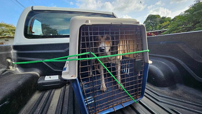 El hombre además de matar al perro con un arma blanca, también lo descuartizó.  /  Foto ilustrativa: Eric Montenegro 