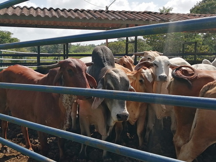 La “Operación Holstein 1” fue planificada en respuesta a una reunión sostenida con representantes de la Asociación Nacional de Ganaderos (ANAGAN).  /  Foto: Eric Montenegro