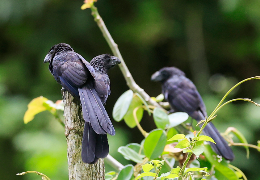 Aves 'Groove-billed Ani' en Gamboa. Foto: EFE