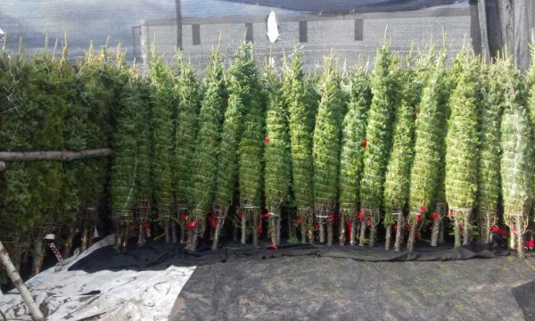 Primeros arbolitos llegarán pronto a territorio nacional.