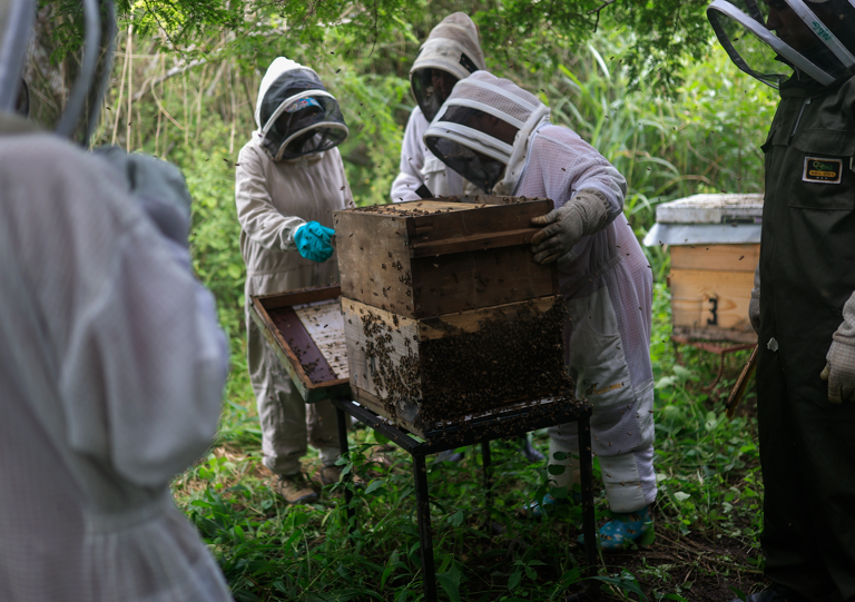 Integrantes de la Asociación de Mujeres Amantes del Manglar (Amuram) inspeccionando paneles de abejas. Foto: EFE