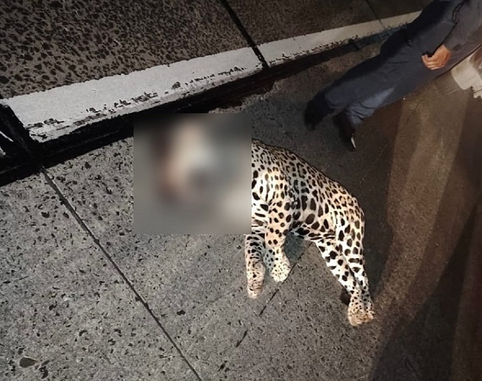 El jaguar está delicado tras el atropello.  / Foto: Diómedes Sánchez