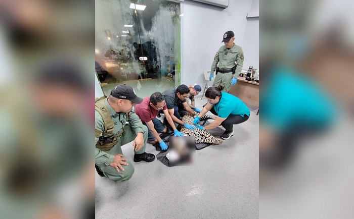 El jaguar fue atropellado en la autopista Panmá-Colón.  /  Foto: MiAmbiente