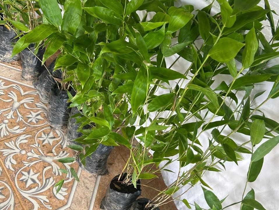 Instalan mesa técnica para reconocer el bambú como nuevo cultivo agropecuario. Foto: Cortesía