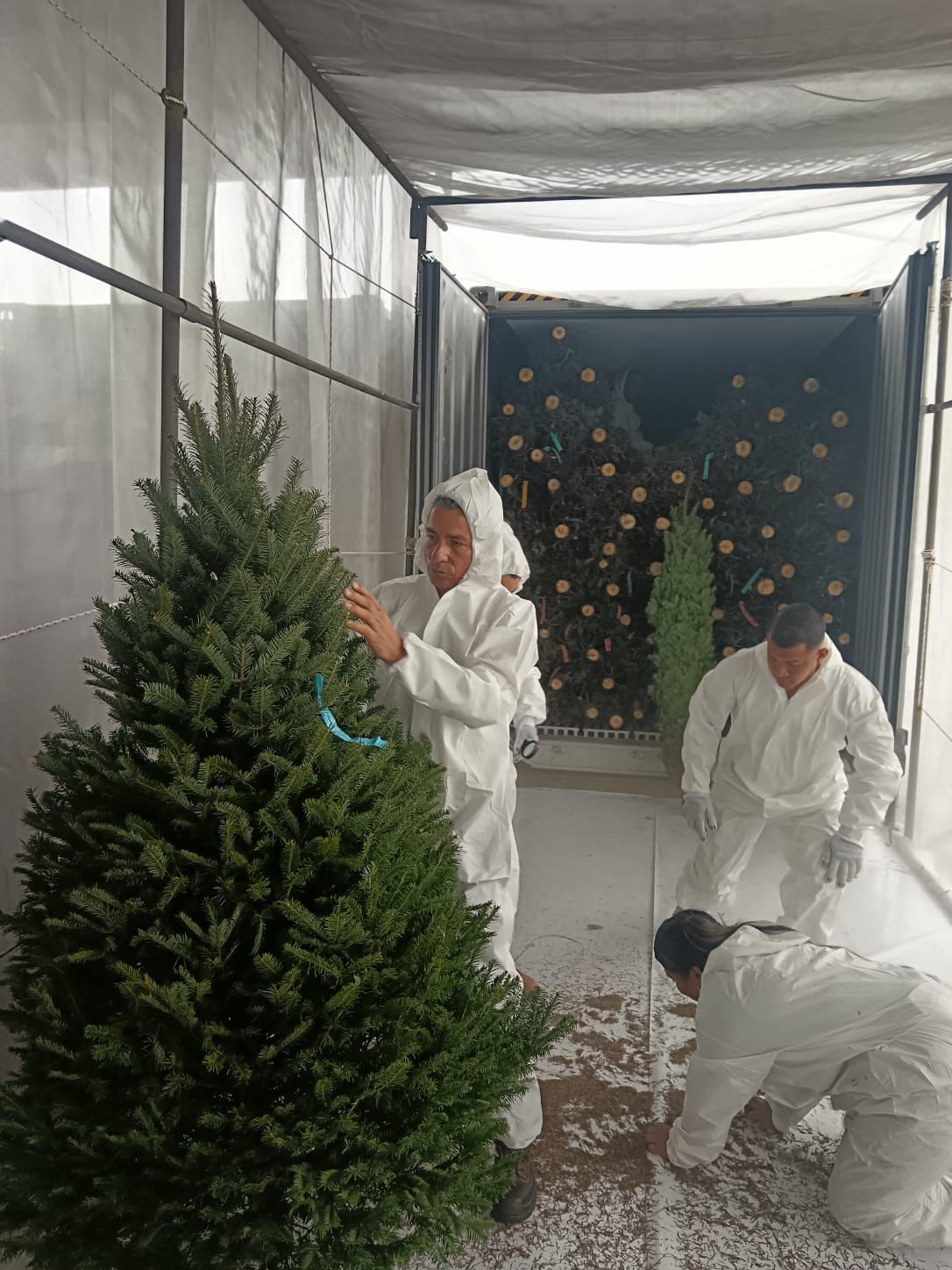 La Navidad ya asomó y con estos primeros pinitos, Panamá entra oficialmente en modo diciembre.