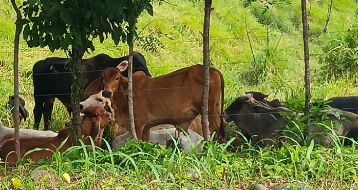 Los ganaderos de Mariato aseguran que la actividad criminal no solo impacta su economía, sino que amenaza la estabilidad .  /  Foto: Melquiades Vásquez