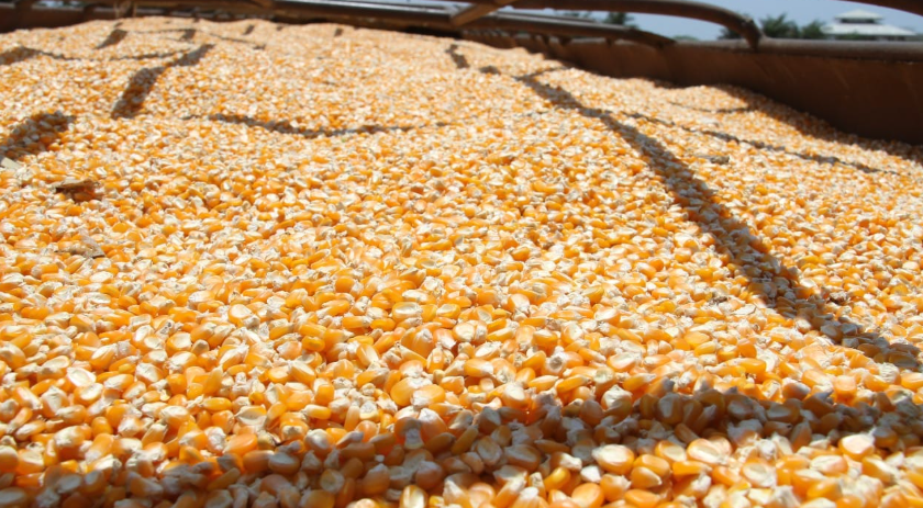 Fortalecen estrategias para impulsar producción de maíz en Herrera y Los Santos. Foto: Cortesía