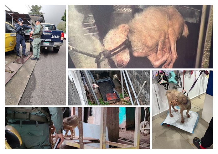 Fue gracias a una denuncia realizada a través de redes sociales, donde se divulgó el estado de maltrato en el que este perro era mantenido.  /  Fotocomposición: PN