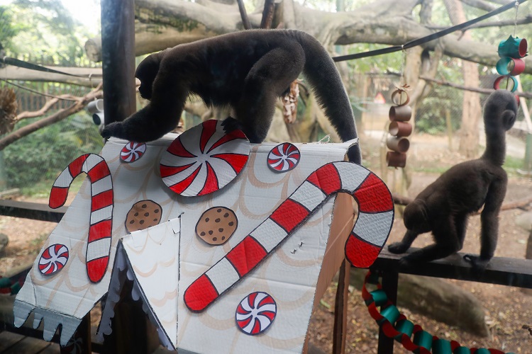 Primates de la especie churuco buscan comida entre decoraciones navideñas con trozos de carne y frutas ocultos en el Zoológico de Cali. Foto:EFE