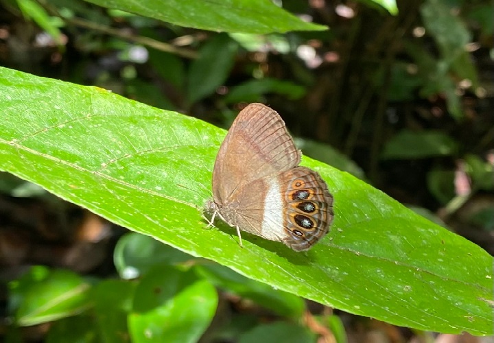 Hasta el momento, 'Zischkaia xenikos' solo se conoce a partir de dos localidades en la Amazonía ecuatoriana. Foto: EFE