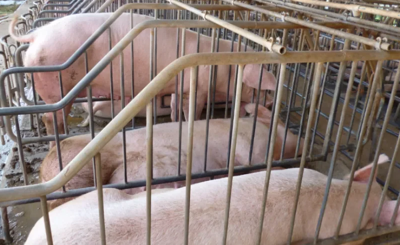 Productores porcinos alertan impacto del TLC con EE.UU en la producción nacional.