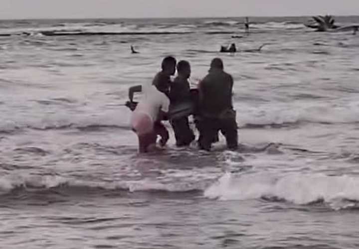 Miembros de la comunidad y del Senan trabajaron conjuntamente para liberar al delfín.