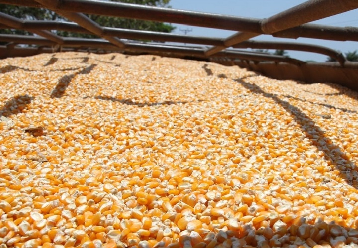 La provincia de Los Santos, responsable de cerca del 90 % de la producción nacional de maíz del país. Foto. Thays Domínguez