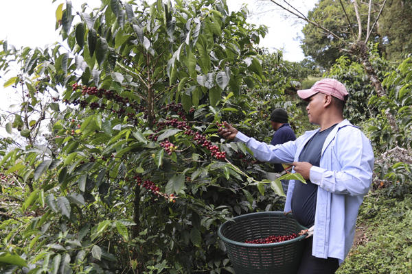  En las montañas del occidente panameño, donde nace uno de los cafés más cotizados del mundo. Foto: EFE