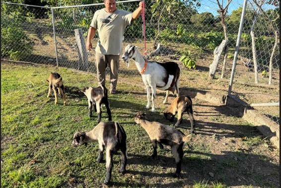 El Mida reportó el histórico nacimiento de los quintuples caprinos por inseminación artificial 