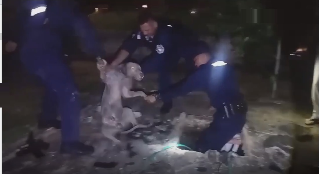 El perro no sufrió lesiones.  /  Foto: PN