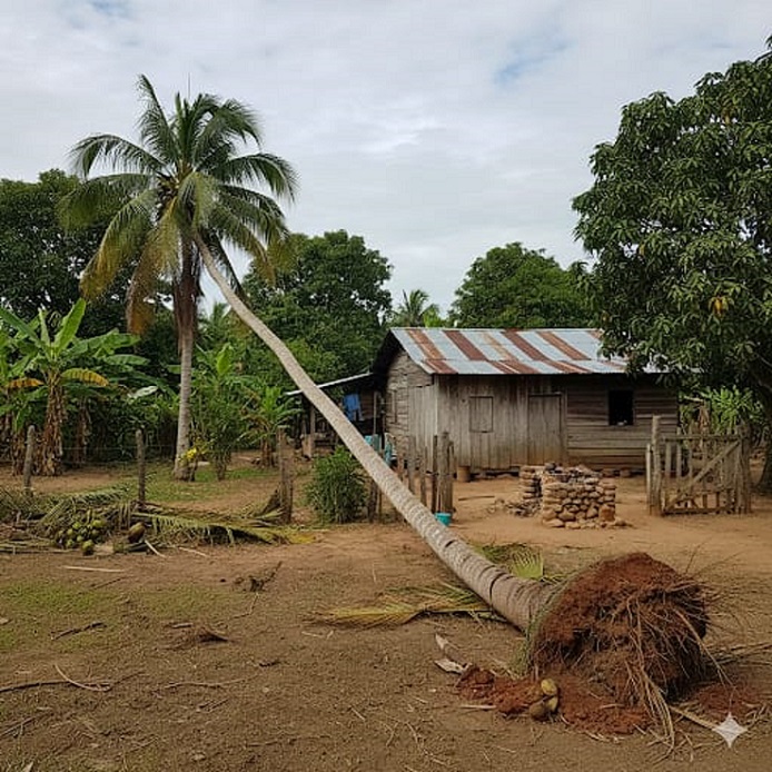 La palmera se desplomó y le cayó encima a una adulta mayor.  /  Imagen ilustrativa generada con IA Gemini