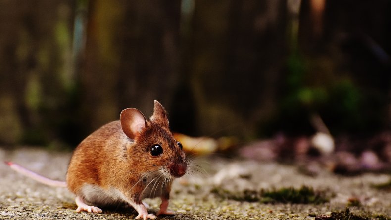 Fiebre por Hantavirus: No se notifican casos en la semana No. 5. Se acumulan 2 casos en lo que va de 2026.