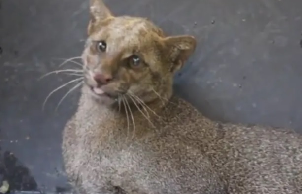 El aguarundí no se considera peligroso para las personas, y por lo general evita el contacto humano; solo podría reaccionar si se siente acorralado o amenazado.