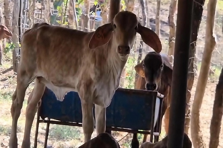 Los fuertes vientos característicos de esta época contribuyen a que las fuentes hídricas se sequen con mayor rapidez. Foto. Melquíades Vásquez