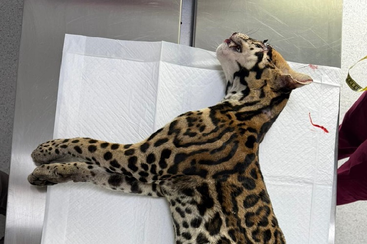 El reporte del atropello del felino silvestre fue realizado por guardaparques del Parque Nacional Soberanía. Foto. Cortesía