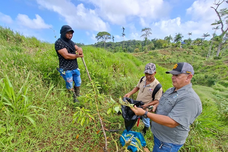 Las autoridades detallaron que la parcela evaluada tiene tres años de establecimiento en una extensión de seis hectáreas. Foto. Cortesía