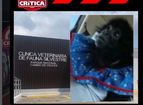 La familia que crió a la monita pide ver el cuerpo del animal 