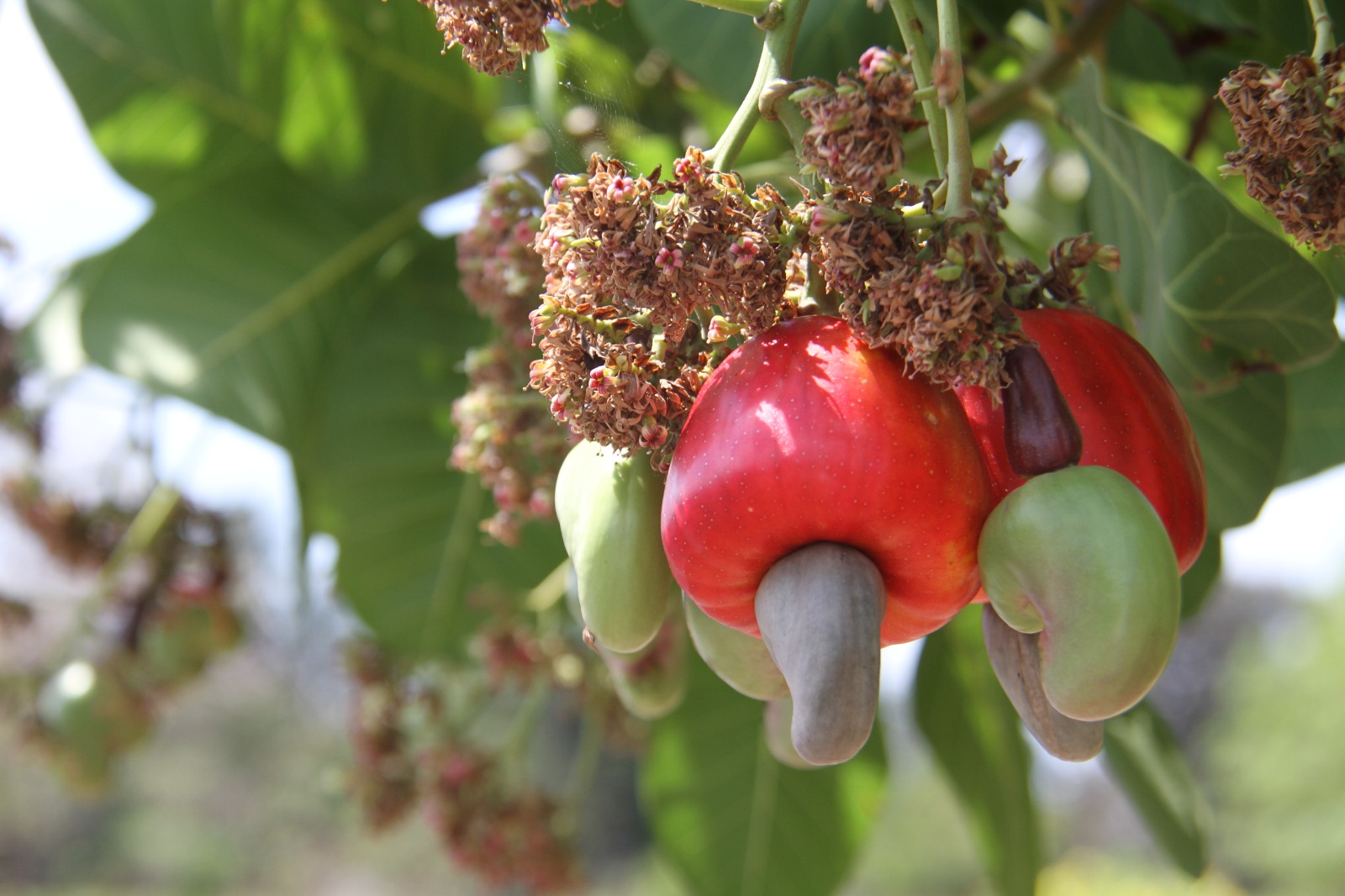 #NacionalCri El proyecto busca restablecer la capacidad productiva del marañón mediante la validación y selección de germoplasma tolerante.