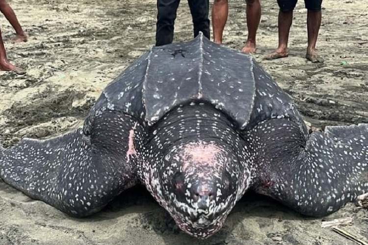 Tortuga gigante aparece en playa de Piña, Colón