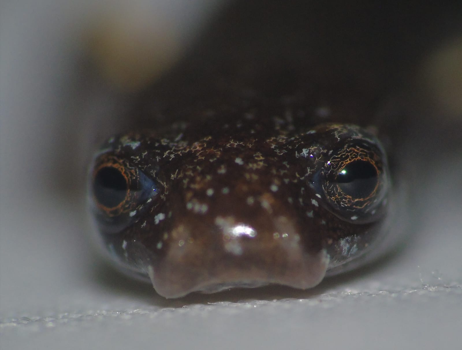 Aparece en Colón rara salamandra y sorprende a científicos en Panamá