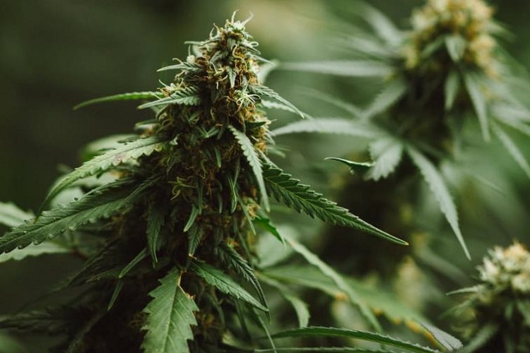  La reclasificación inmediata de la marihuana aprobada por la Administración de Alimentos y Medicamentos de los Estados Unidos (FDA) y de la marihuana con licencia estatal", que ahora pasará de la categoría I. 