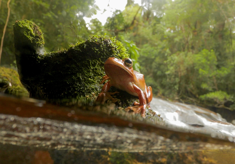 #VidaCri Una nueva investigación revela que los bosques que conectan distintos tipos de hábitats pueden ayudar a las ranas a combatir un hongo mortal que afecta a los anfibios.