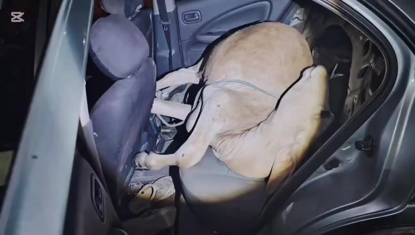 #SucesosCri Dos hombres, que transportaban una ternera en el asiento trasero de un automóvil, fueron aprehendidos en el Roble de Aguadulce.